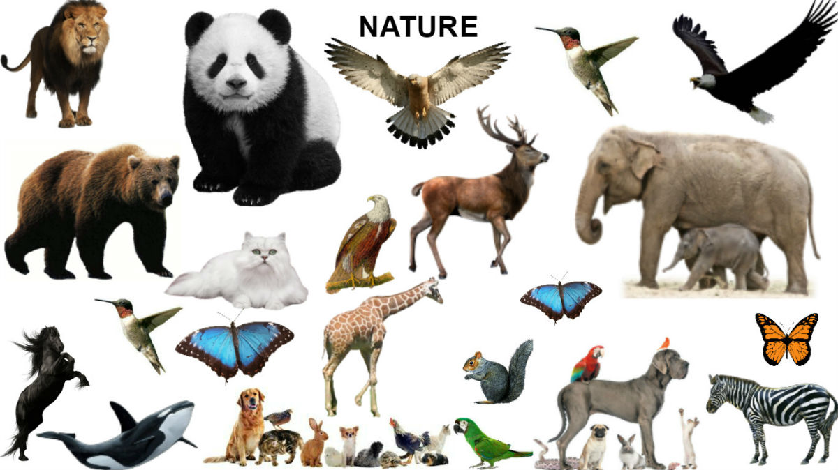 NATURE Category Image