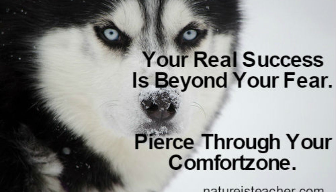 Fear & Comfort Zone QUOTATION