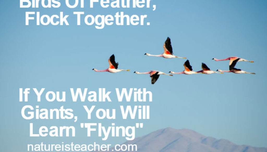 Birds Of Feather QUOTATION