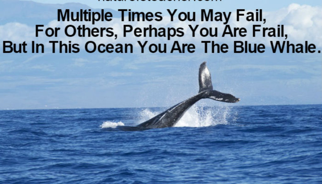 You Are Not Frail QUOTATION