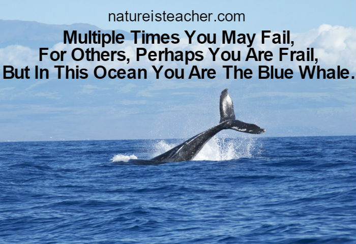 You Are Not Frail QUOTATION