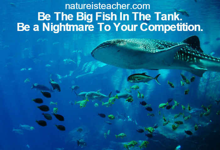 Be The Big Fish In The Tank QUOTATION