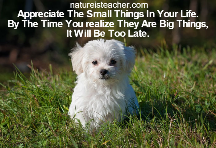 Appreciate The Small Things QUOTATION