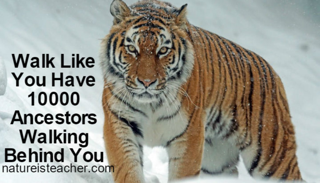 Walk Like You Have 10000 Ancestors QUOTATION