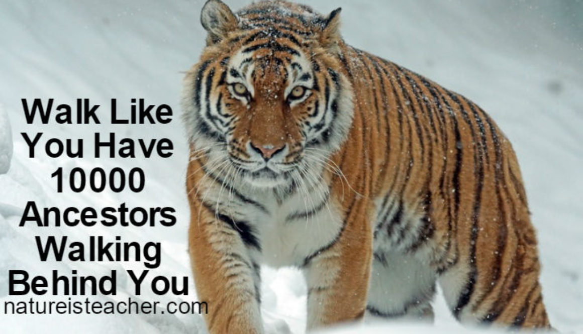 Walk Like You Have 10000 Ancestors QUOTATION