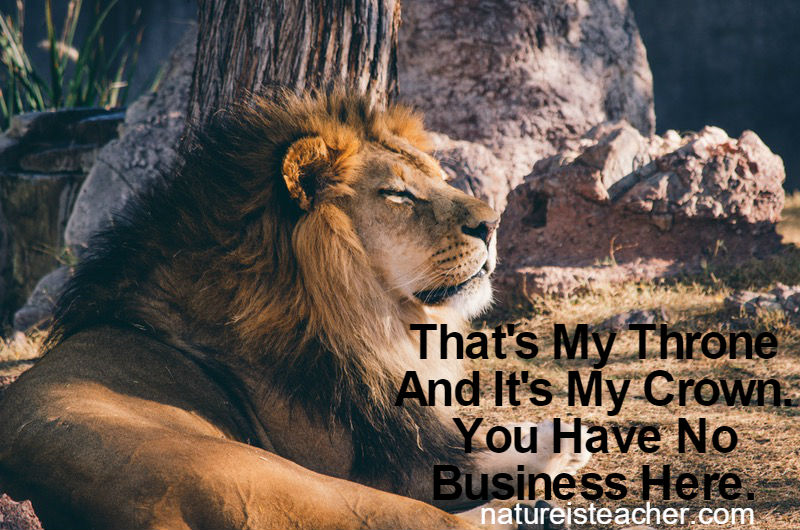 That's My Throne QUOTATION