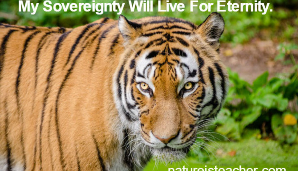 The World Is My Territory QUOTATION