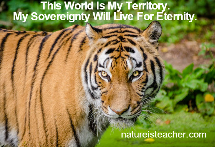 The World Is My Territory QUOTATION