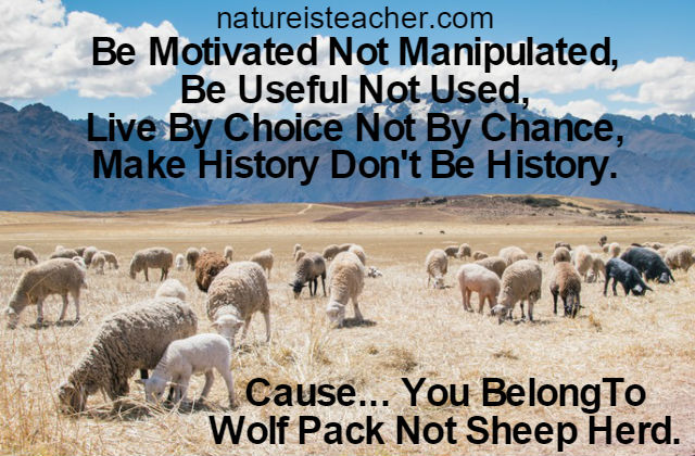 You Belong To Wolf Pack QUOTATION