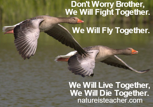 Don't Worry Brother QUOTATION