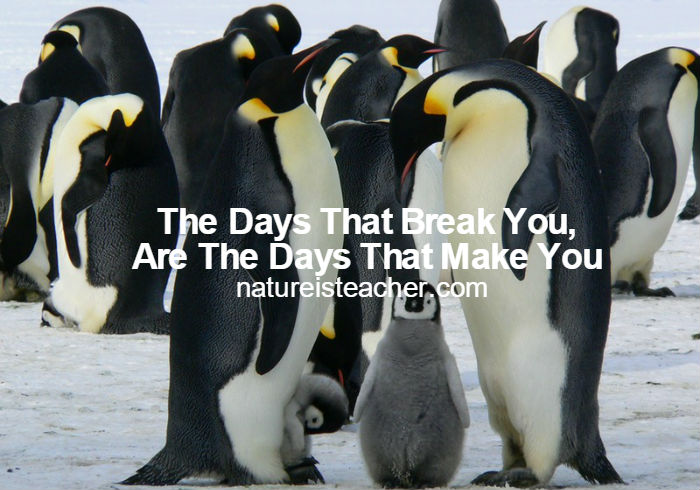 The Days That Make You QUOTATION