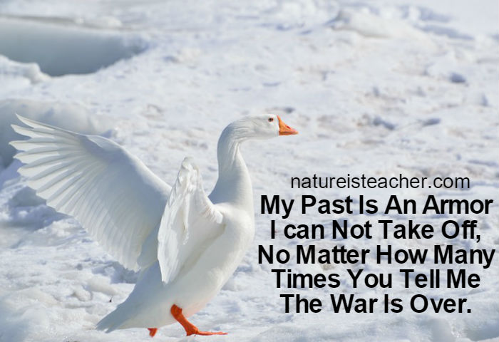 My Past Is An Armor QUOTATION