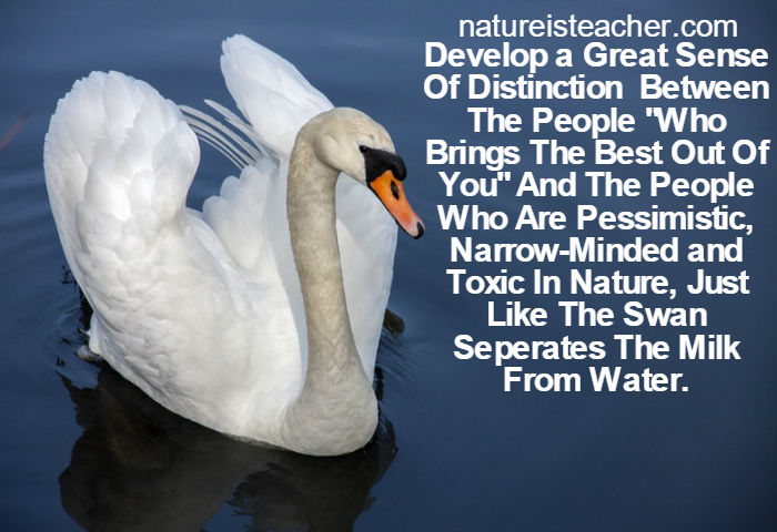 Be Like The Bird Swan QUOTATION